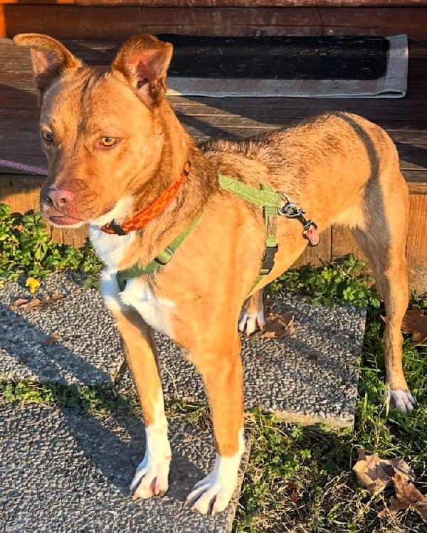 LUCKY OCCHI DI GIADA Foto 3